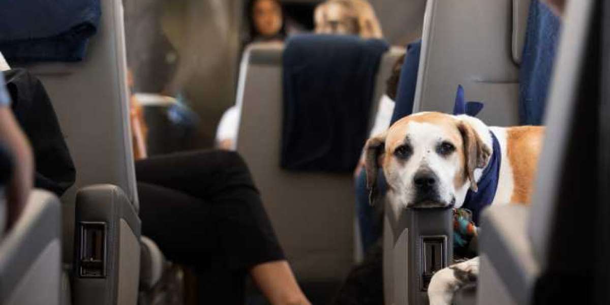 Top International Airlines That Allow Large Dogs In Cabin