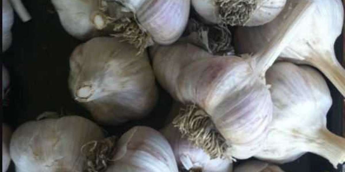Discover the Bold Flavor of Rocambole Garlic from Mad River Garlic Growers