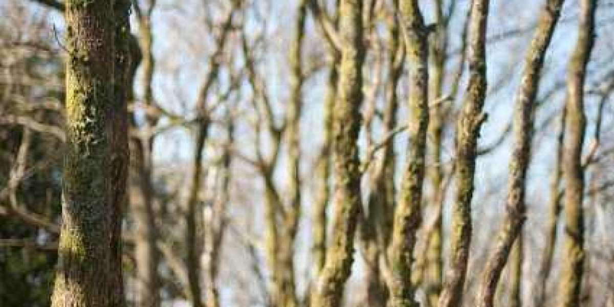 Wachstumshormonmangel im Erwachsenenalter